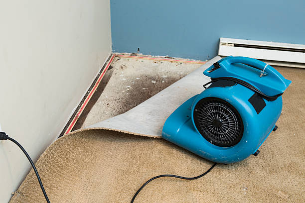 Best Water damage contractors near me  in Harvey, ND